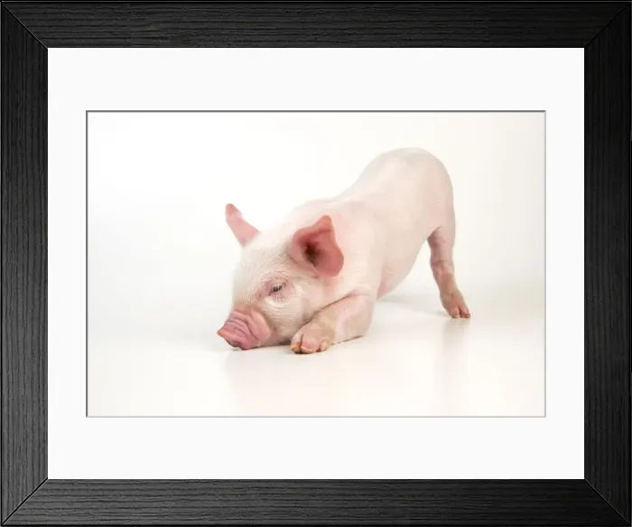 Framed Print : Picture No. 10811913 Framed Print : Picture No. 10811913