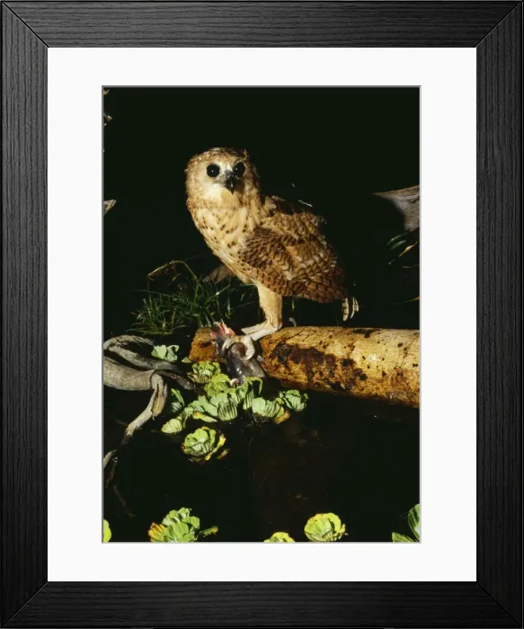 Framed Print : Picture No. 10847739 Framed Print : Picture No. 10847739