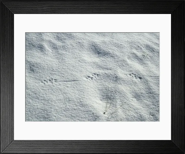 Framed Print : Picture No. 10847731 Framed Print : Picture No. 10847731