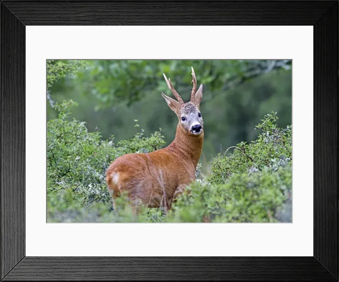Framed Print : Picture No. 10899065 Framed Print : Picture No. 10899065