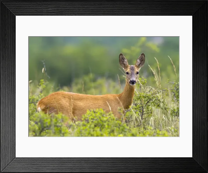Framed Print : Picture No. 10899064 Framed Print : Picture No. 10899064