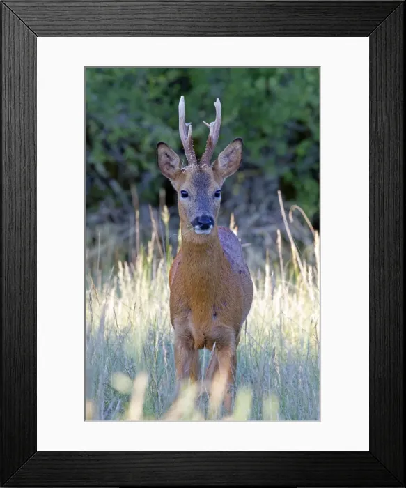 Framed Print : Picture No. 10899069 Framed Print : Picture No. 10899069