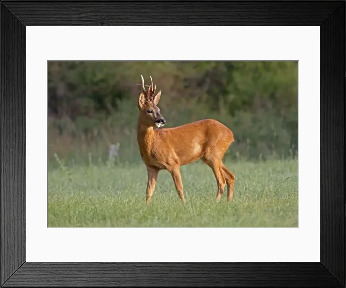 Framed Print : Picture No. 10899066 Framed Print : Picture No. 10899066