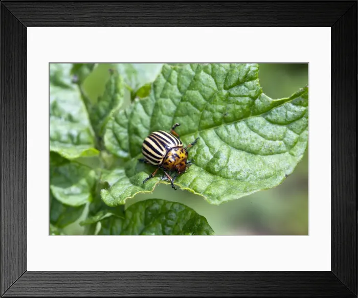 Framed Print : Picture No. 10899071 Framed Print : Picture No. 10899071