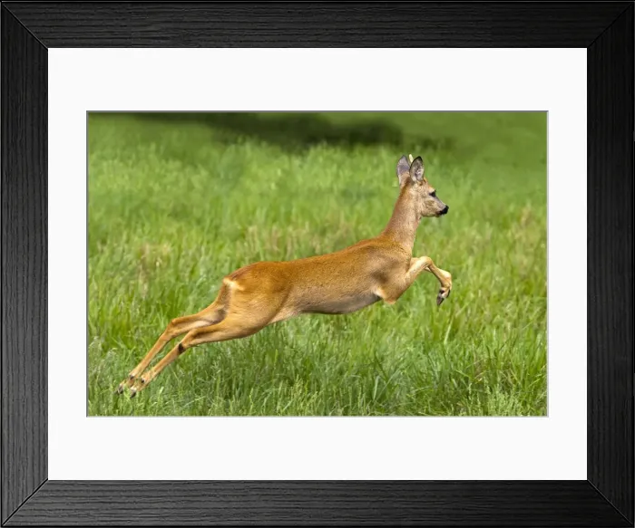 Framed Print : Picture No. 10899070 Framed Print : Picture No. 10899070