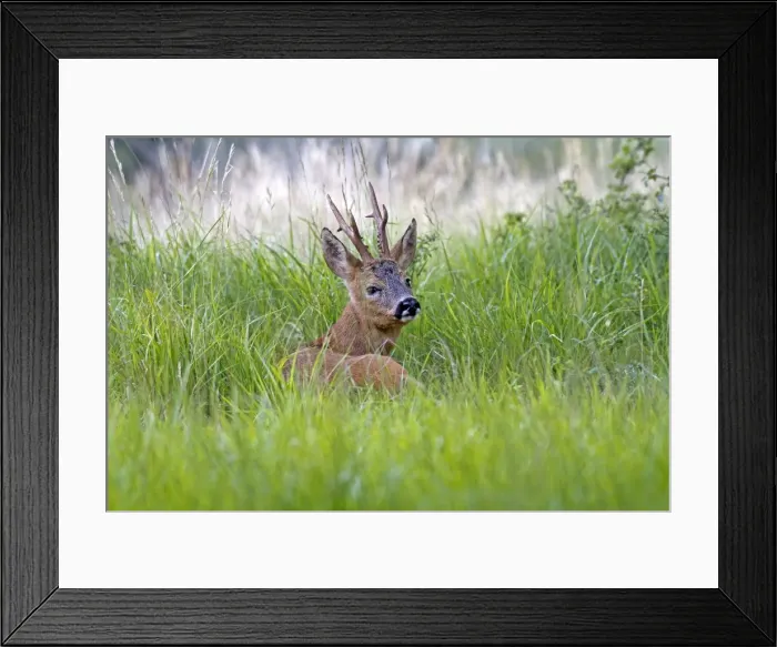 Framed Print : Picture No. 10899067 Framed Print : Picture No. 10899067