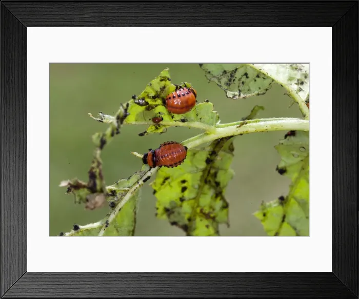 Framed Print : Picture No. 10899072 Framed Print : Picture No. 10899072