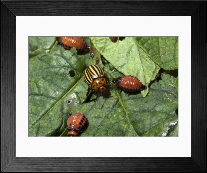 Framed Print : Picture No. 10899073 Framed Print : Picture No. 10899073