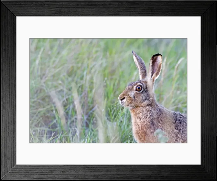 Framed Print : Picture No. 10899077 Framed Print : Picture No. 10899077