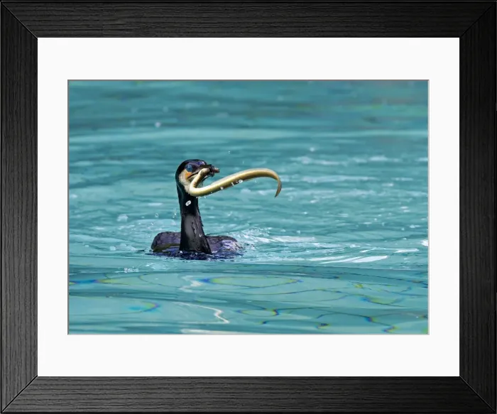 Framed Print : Picture No. 10899080 Framed Print : Picture No. 10899080