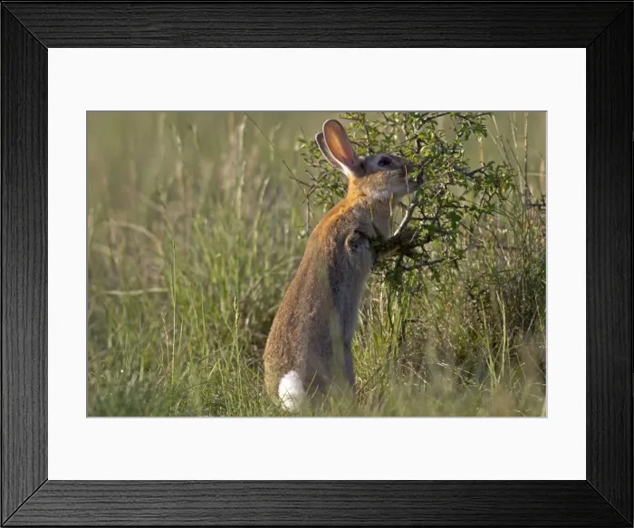 Framed Print : Picture No. 10899074 Framed Print : Picture No. 10899074