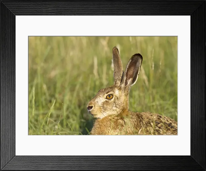 Framed Print : Picture No. 10899078 Framed Print : Picture No. 10899078