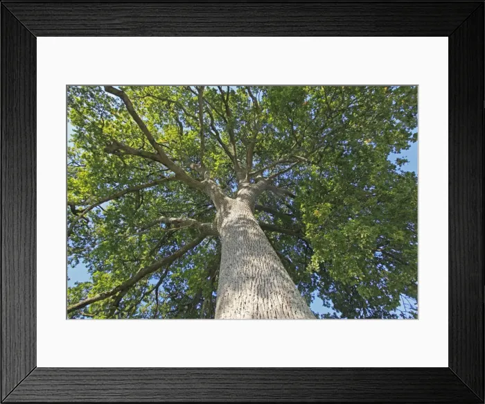 Framed Print : Picture No. 10899084 Framed Print : Picture No. 10899084