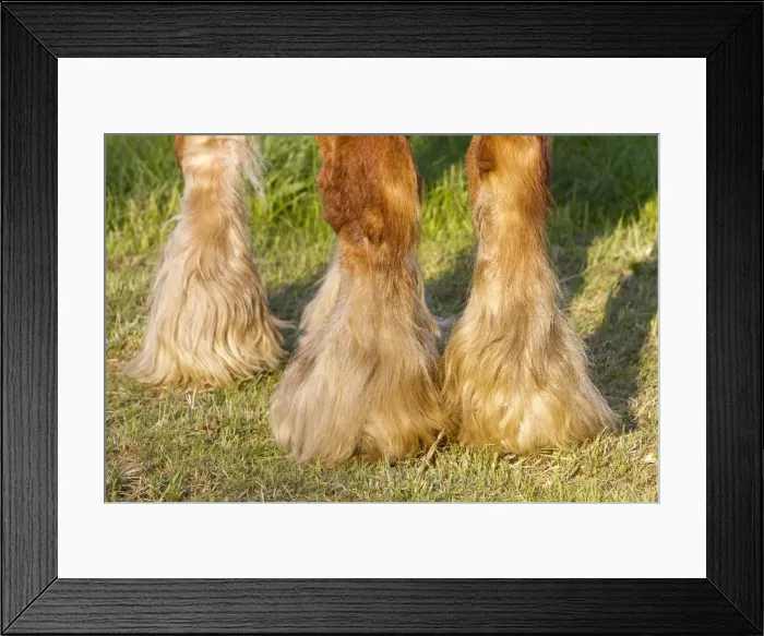 Framed Print : Picture No. 10899088 Framed Print : Picture No. 10899088