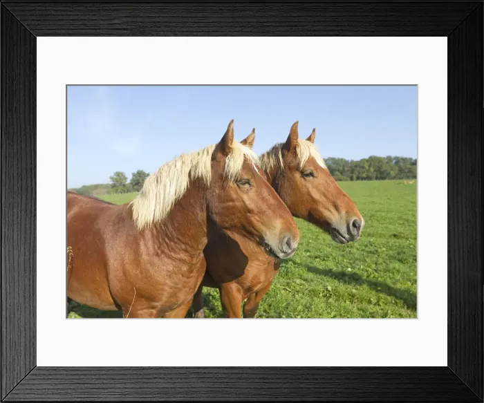 Framed Print : Picture No. 10899087 Framed Print : Picture No. 10899087
