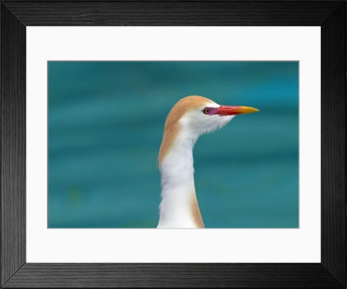 Framed Print : Picture No. 10899094 Framed Print : Picture No. 10899094