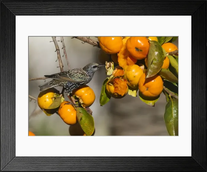 Framed Print : Picture No. 10899091 Framed Print : Picture No. 10899091