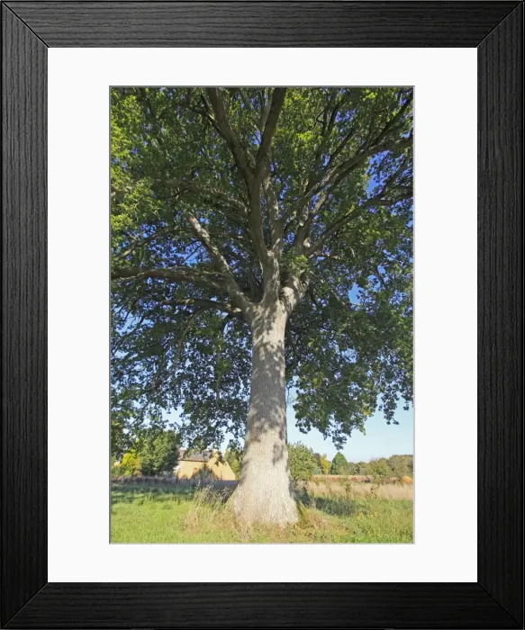 Framed Print : Picture No. 10899083