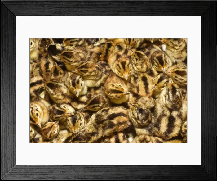 Framed Print : Picture No. 10899093 Framed Print : Picture No. 10899093