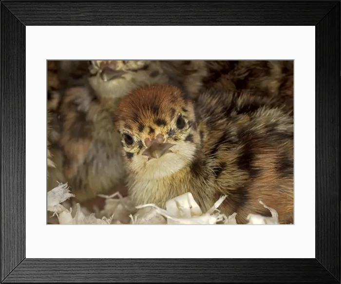 Framed Print : Picture No. 10899098 Framed Print : Picture No. 10899098