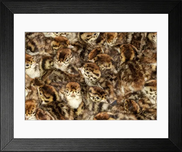 Framed Print : Picture No. 10899097 Framed Print : Picture No. 10899097
