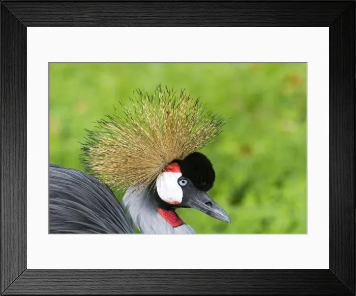 Framed Print : Picture No. 10899104