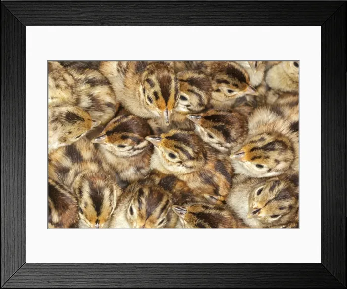 Framed Print : Picture No. 10899092 Framed Print : Picture No. 10899092