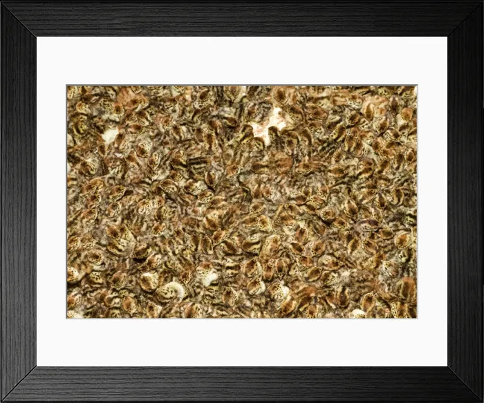 Framed Print : Picture No. 10899099