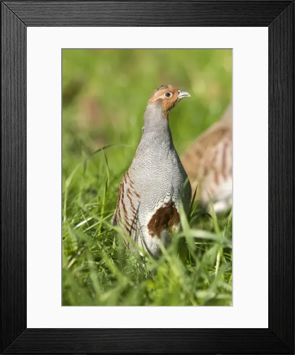 Framed Print : Picture No. 10899106
