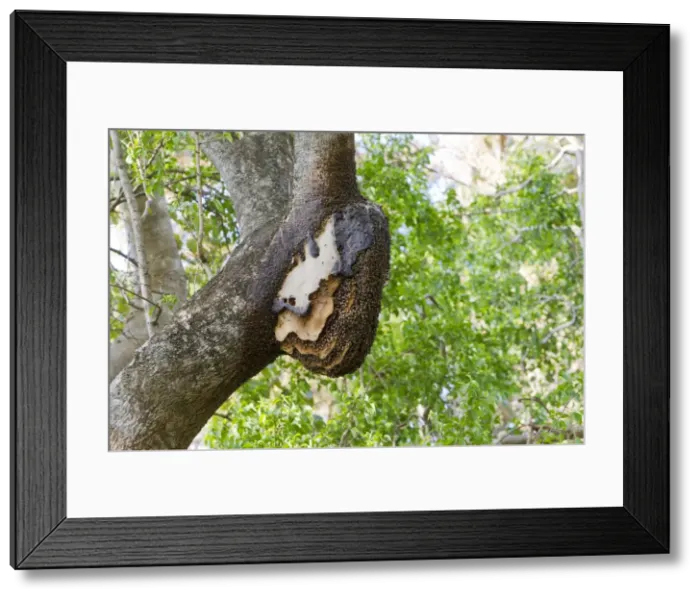Framed Print : Picture No. 10899108 Framed Print : Picture No. 10899108