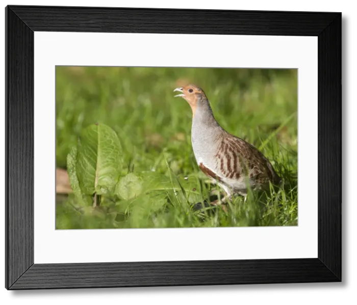 Framed Print : Picture No. 10899105 Framed Print : Picture No. 10899105