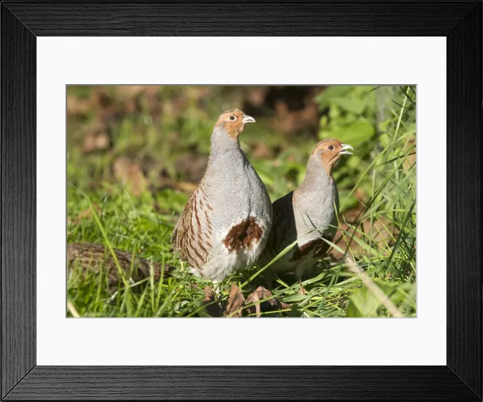 Framed Print : Picture No. 10899107 Framed Print : Picture No. 10899107