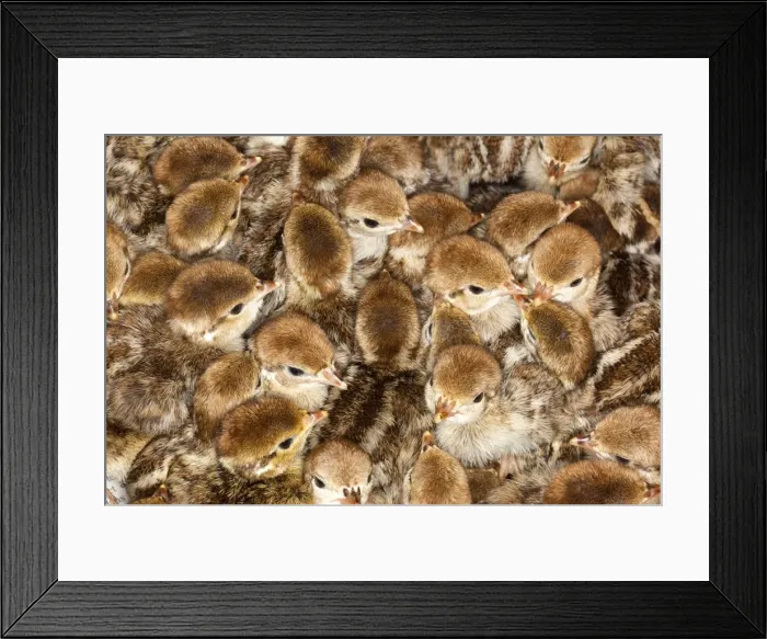 Framed Print : Picture No. 10899100 Framed Print : Picture No. 10899100