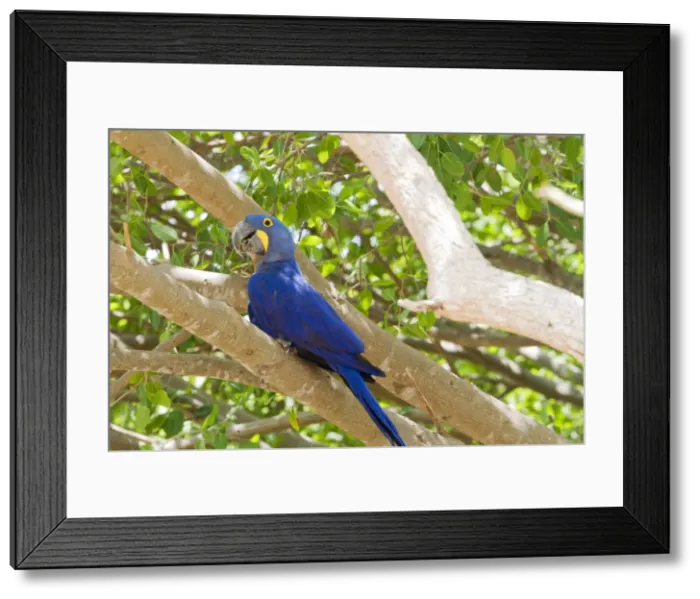 Framed Print : Picture No. 10899112 Framed Print : Picture No. 10899112