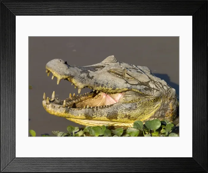 Framed Print : Picture No. 10899114 Framed Print : Picture No. 10899114