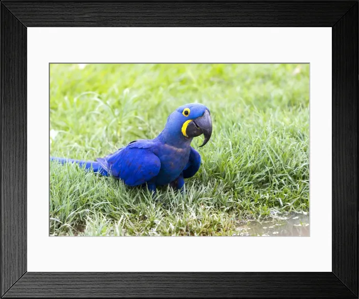 Framed Print : Picture No. 10899110