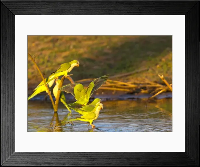 Framed Print : Picture No. 10899117 Framed Print : Picture No. 10899117