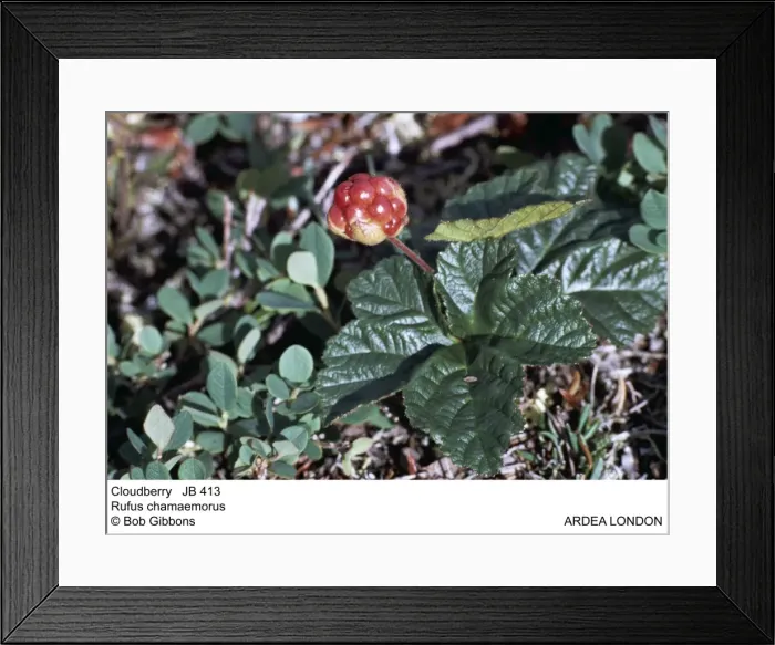 Framed Print : Picture No. 10851607 Framed Print : Picture No. 10851607