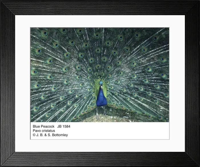 Framed Print : Picture No. 10851626 Framed Print : Picture No. 10851626