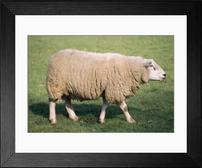 Framed Print : Picture No. 10851676 Framed Print : Picture No. 10851676