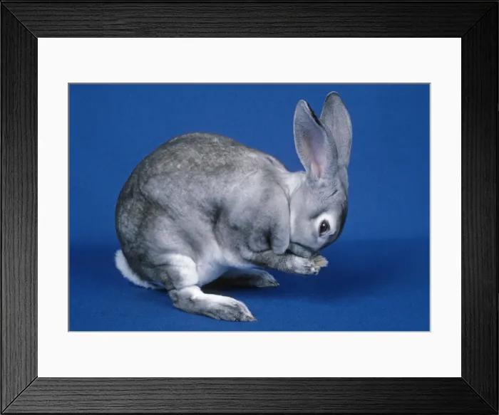 Framed Print : Picture No. 10851677 Framed Print : Picture No. 10851677