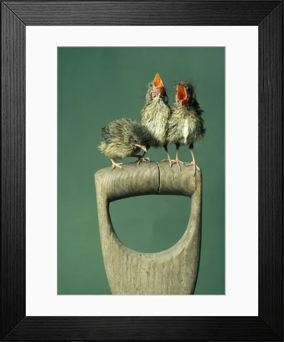 Framed Print : Picture No. 10851673 Framed Print : Picture No. 10851673