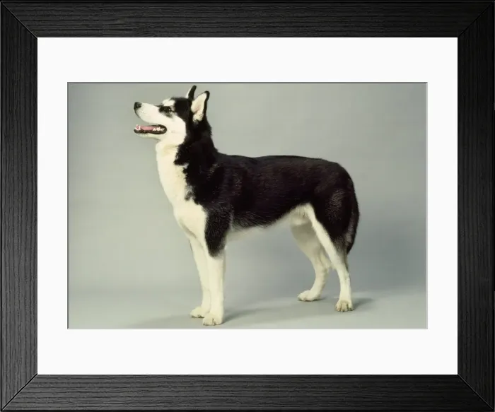 Framed Print : Picture No. 10851685