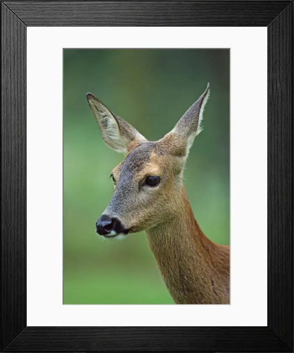 Framed Print : Picture No. 10851678 Framed Print : Picture No. 10851678
