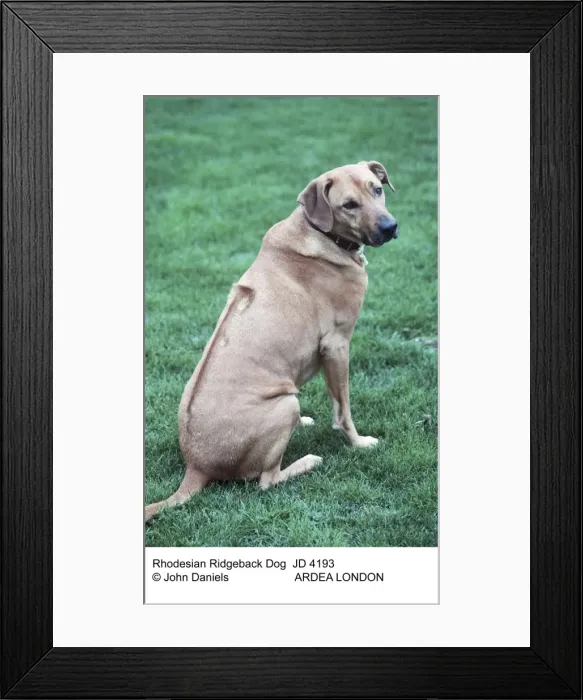 Framed Print : Picture No. 10851689 Framed Print : Picture No. 10851689