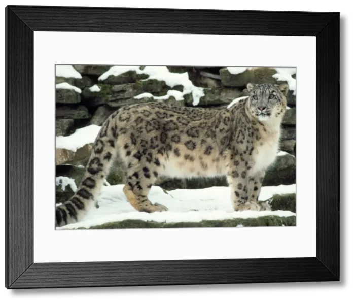 Framed Print : Picture No. 10851684 Framed Print : Picture No. 10851684