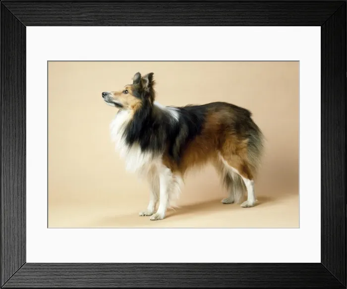 Framed Print : Picture No. 10851686 Framed Print : Picture No. 10851686