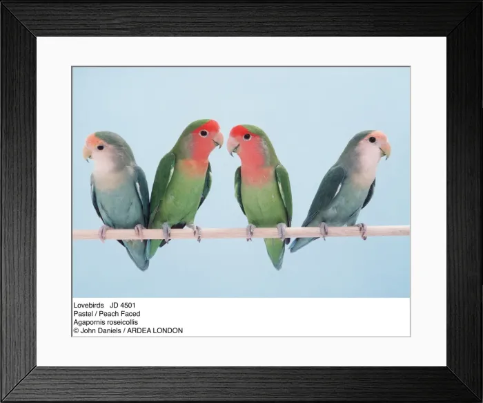 Framed Print : Picture No. 10851694 Framed Print : Picture No. 10851694