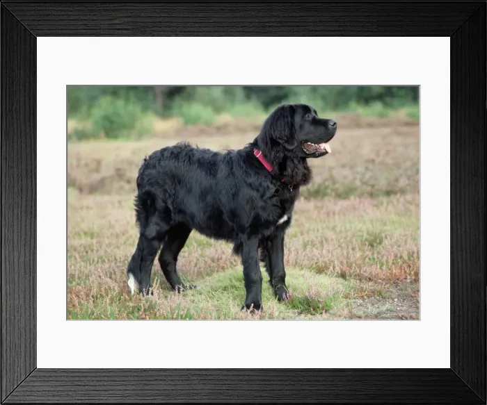 Framed Print : Picture No. 10851688 Framed Print : Picture No. 10851688