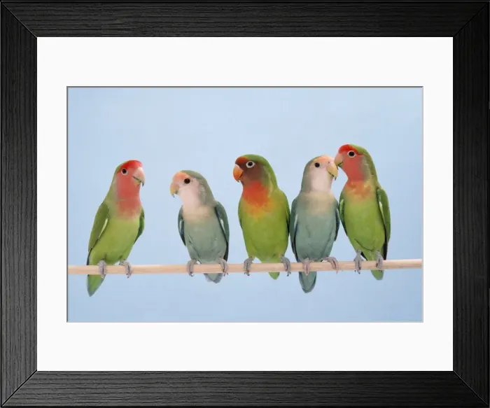 Framed Print : Picture No. 10851696 Framed Print : Picture No. 10851696
